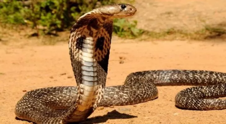 مدار الساعة,أخبار خفيفة ومنوعة