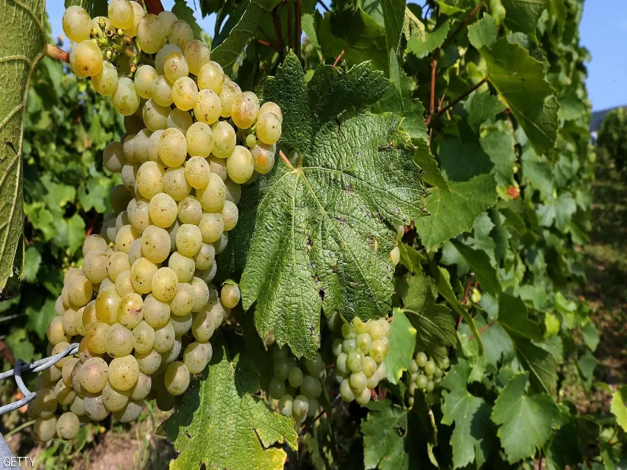 مدار الساعة,أخبار خفيفة ومنوعة