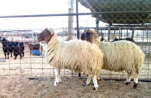 مدار الساعة,أخبار اقتصادية,عيد الأضحى