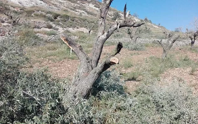 مدار الساعة,أخبار الأردن,اخبار الاردن,الإدارة الملكية لحماية البيئة