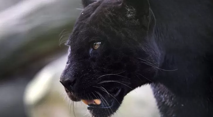 مدار الساعة,أخبار خفيفة ومنوعة