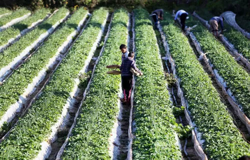 مدار الساعة,أخبار اقتصادية,وزارة الزراعة
