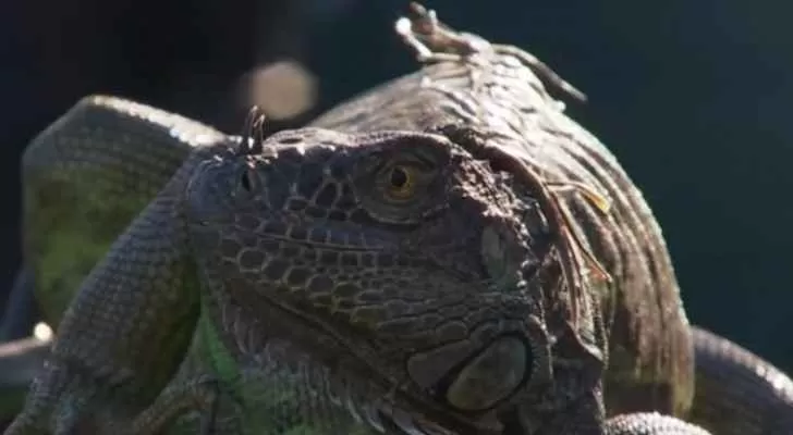 مدار الساعة,Video,فيديو,أخبار رياضية