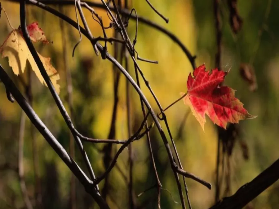 مدار الساعة,الطقس في الأردن اليوم,طقس الأردن,طقس العرب,طقس العرب الاردن,درجات الحرارة,الأرصاد الجوية